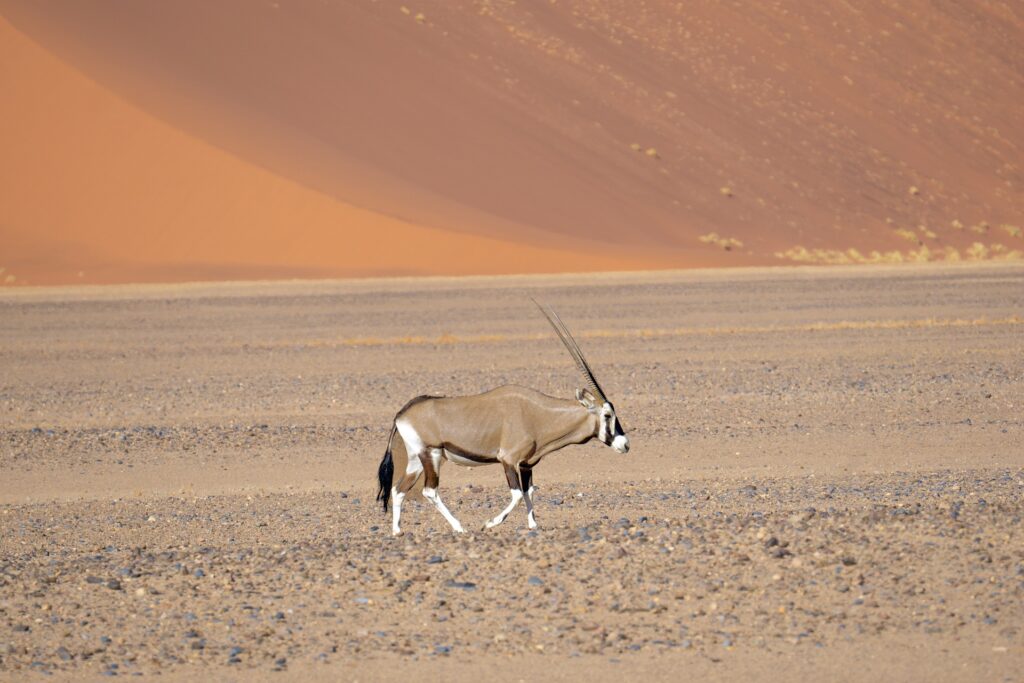 ORYX